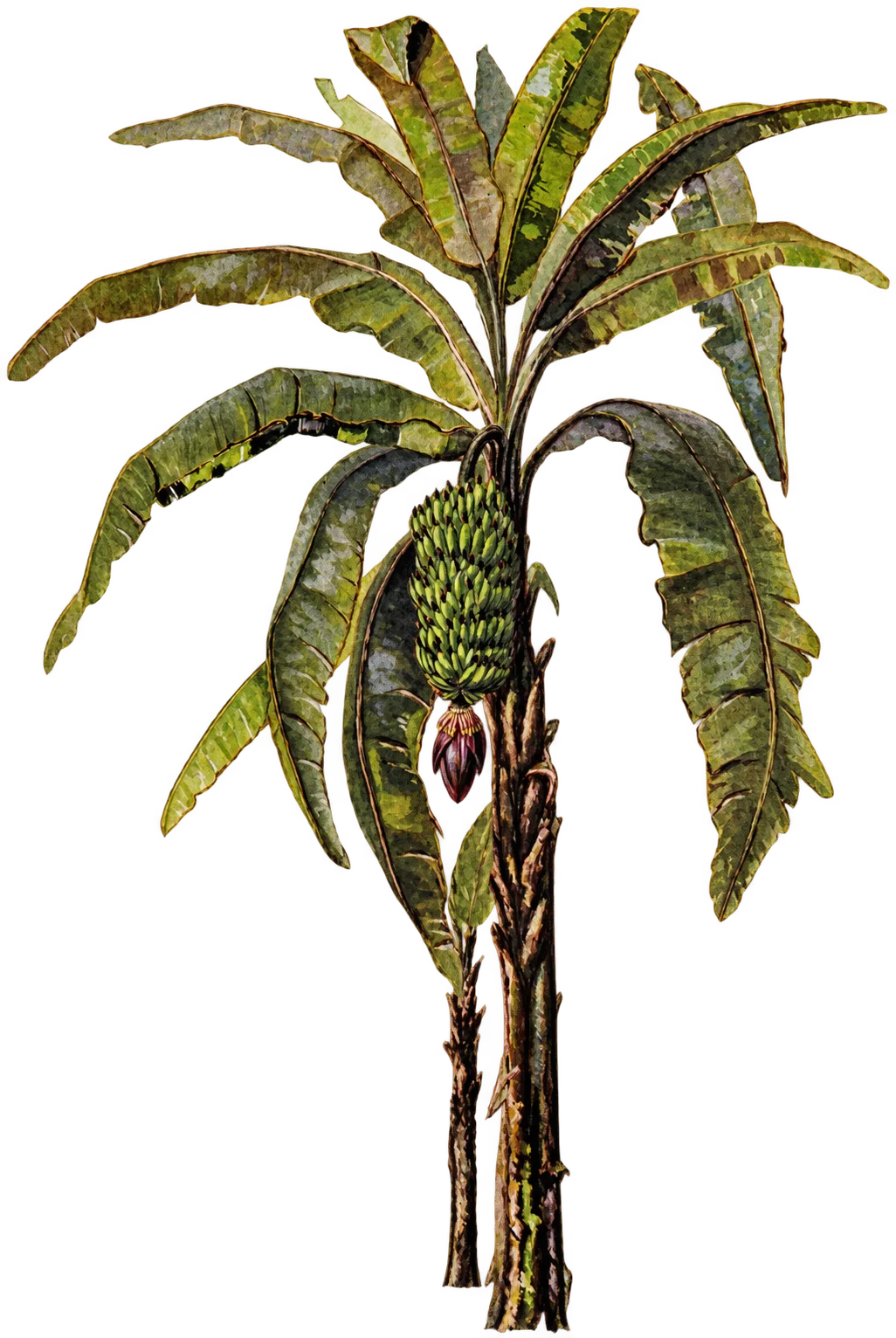 Banana plant