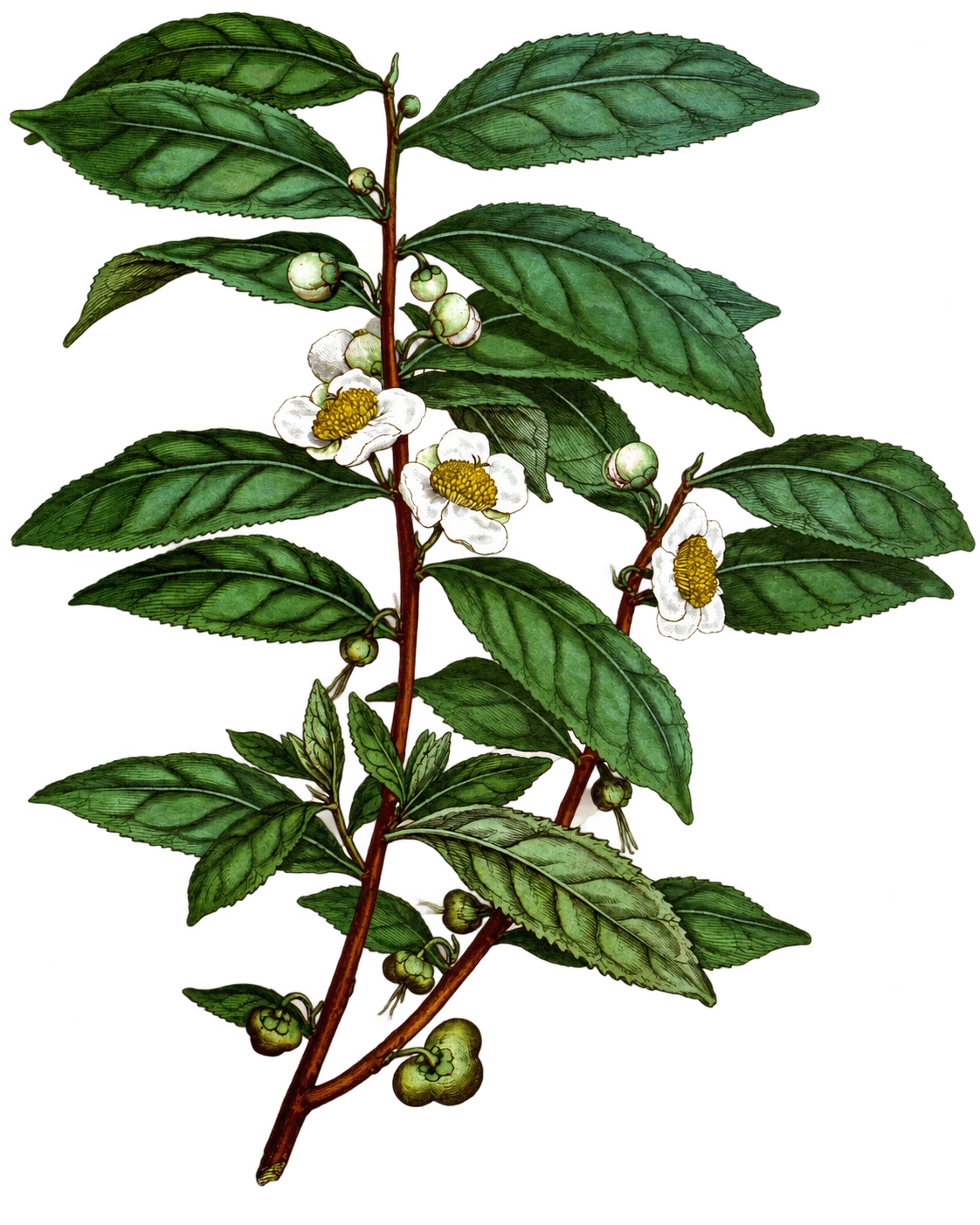 Full botanical study of a tea branch with leaves and flowers