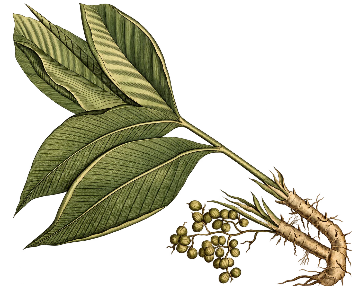 Cardamom plant with fruit