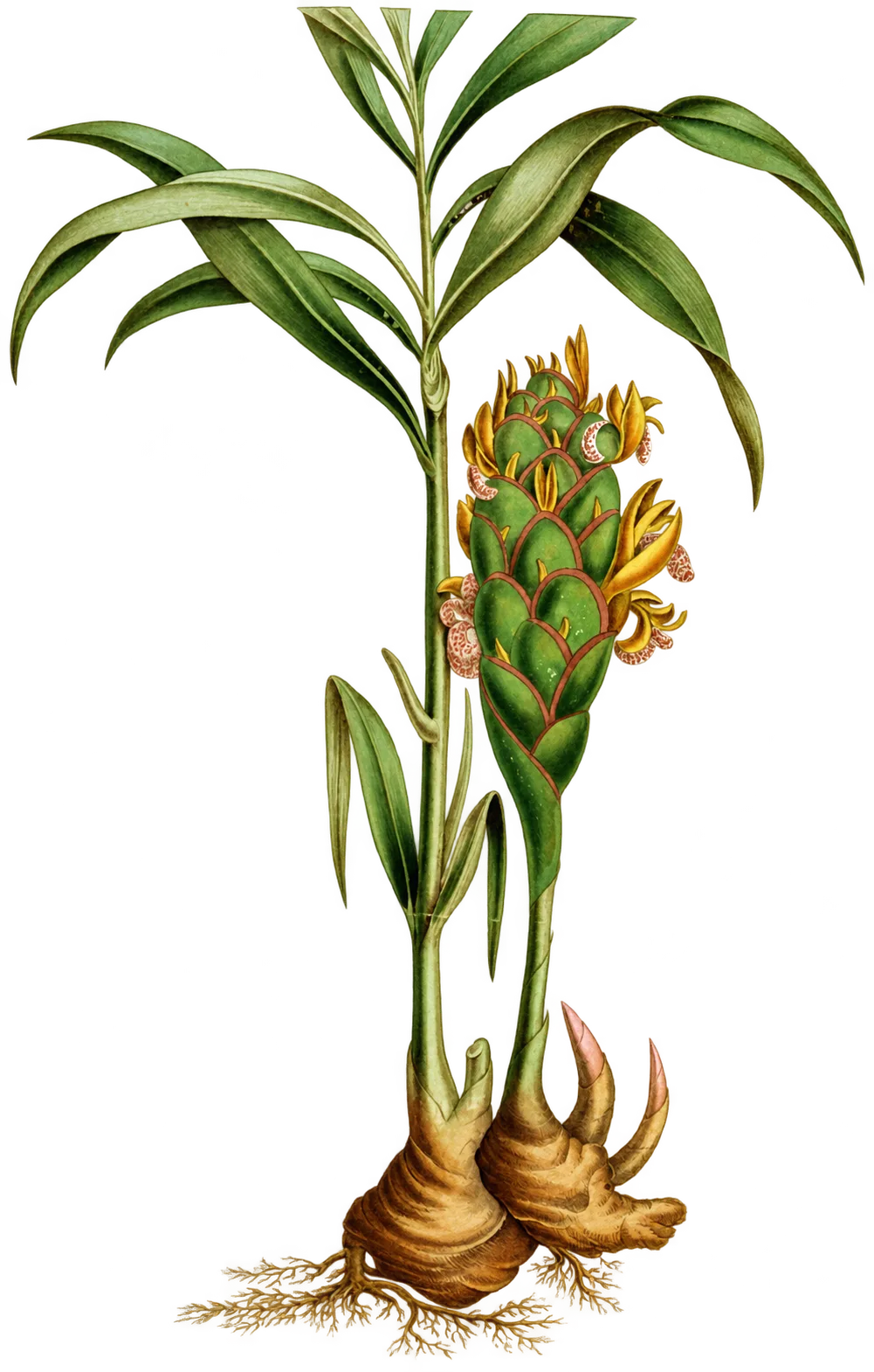 Ginger plant with flowering cone and rhizome