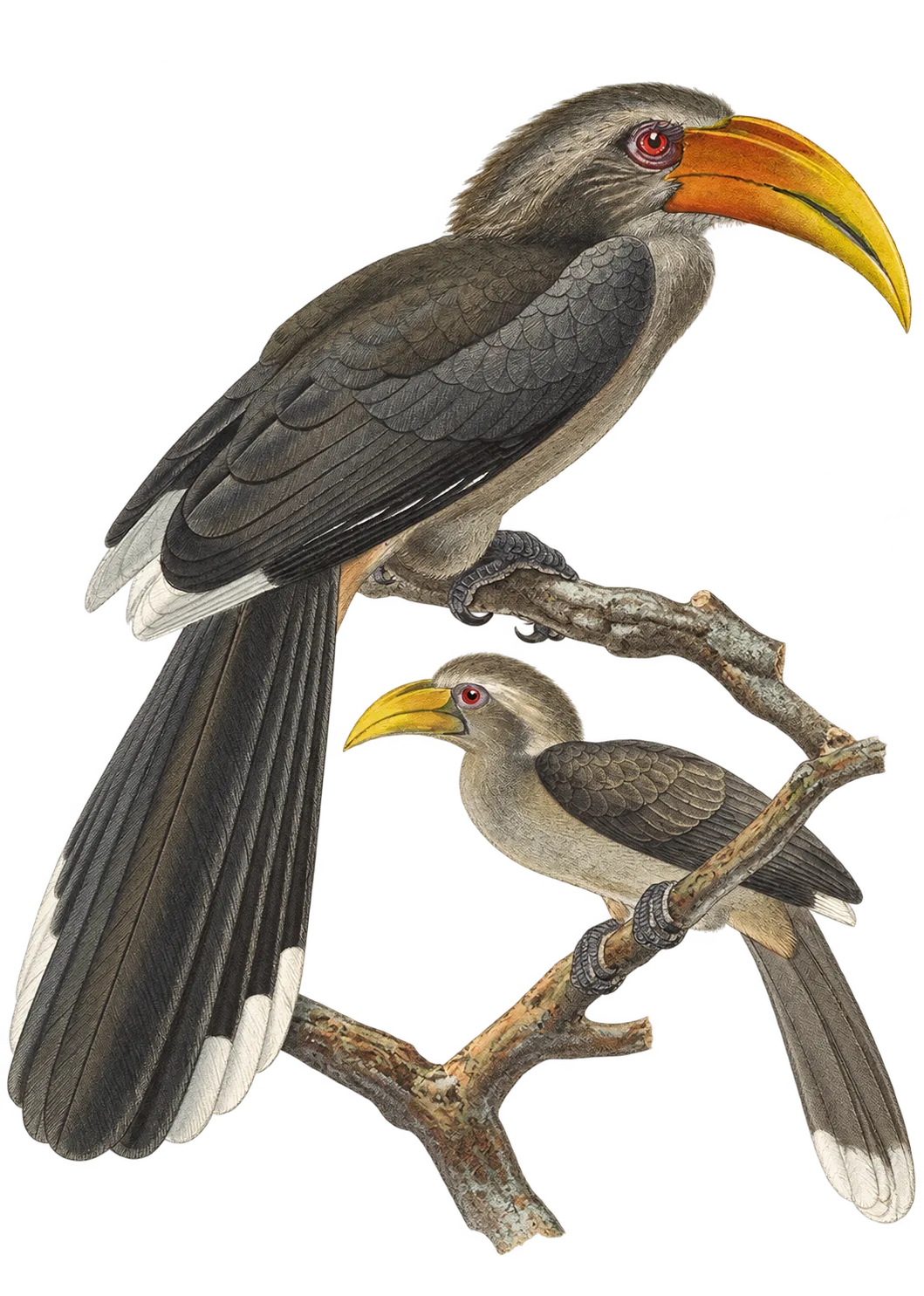 A pair of Malabar grey hornbills from an archival natural-history plate